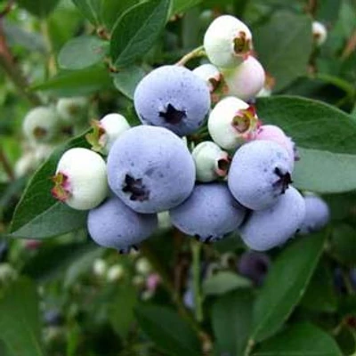 Vaccinium corymbosum 'Liberty' - Magasbokrú áfonya (cserjés vagy fürtös áfonya)