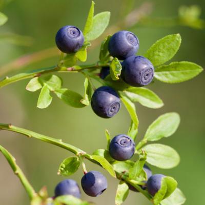 Vaccinium corymbosum 'Little Blue Wonder' – Balkon Áfonya
