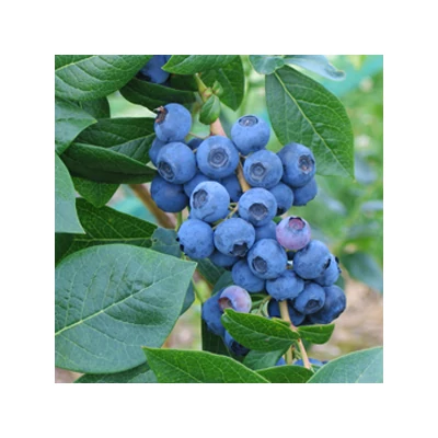 Vaccinium corymbosum 'Northsky' – Magasbokrú áfonya (cserjés vagy fürtös áfonya)