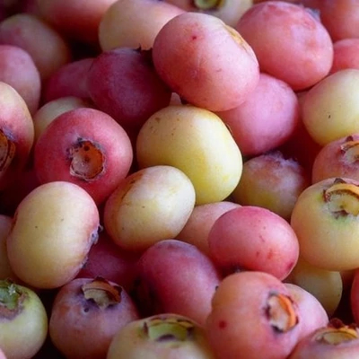 Vaccinium corymbosum 'Pink Bonbons' – Rózsaszín termésű magasbokrú áfonya (cserjés vagy fürtös áfonya)
