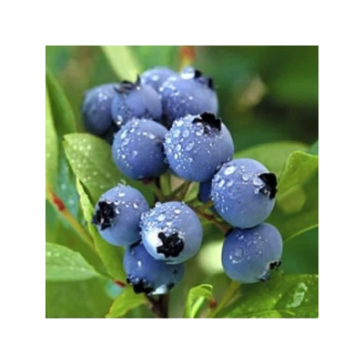 Vaccinium corymbosum 'Pioneer' – Magasbokrú áfonya (cserjés vagy fürtös áfonya)