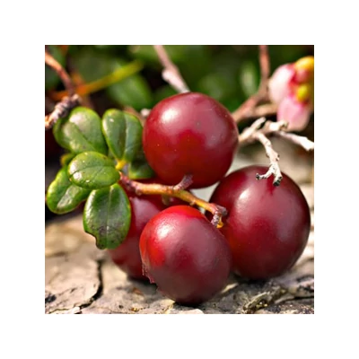Vaccinium macrocarpon 'Cranberry' - Amerikai tőzegáfonya