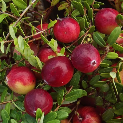 Vaccinium macrocarpon 'Stevens' – Nagybogyós áfonya, amerikai tőzegáfonya