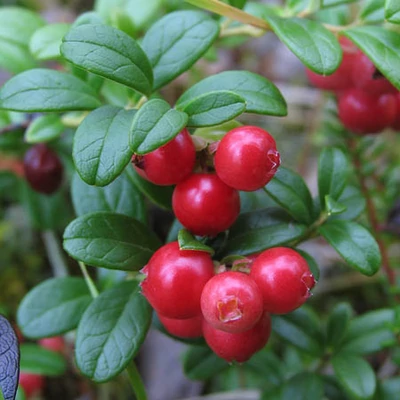 Vaccinium vitis-idaea - Vörös áfonya