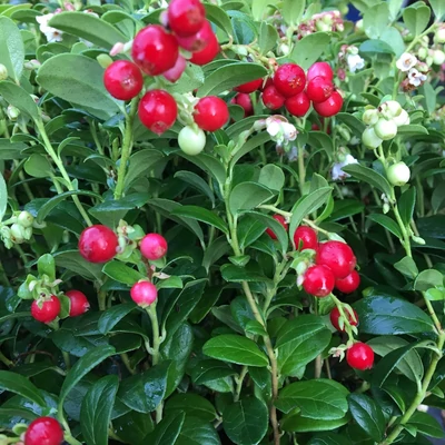 Vaccinium vitis-idaea 'Fire Balls' – Vörös áfonya