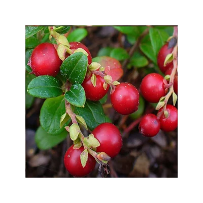 Vaccinium vitis-idaea 'Lingonberry' - Vörös áfonya