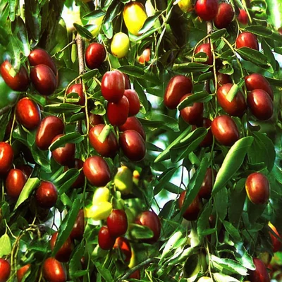 Ziziphus jujuba – Kínai datolya
