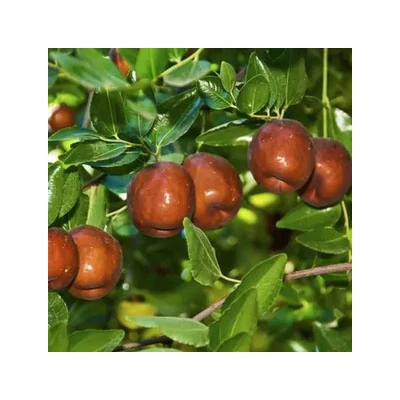 Ziziphus jujuba 'Li' – Kínai datolya