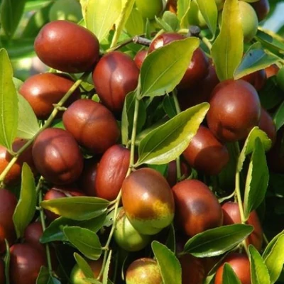 Ziziphus jujuba 'Nostrano Grosso' – Kínai datolya