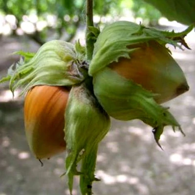 Corylus avellana 'Bollwilleri csoda' (syn.: 'Merveille De Bollwiller') – Mogyoró