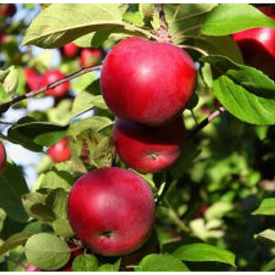 'Éva' régi almafajta