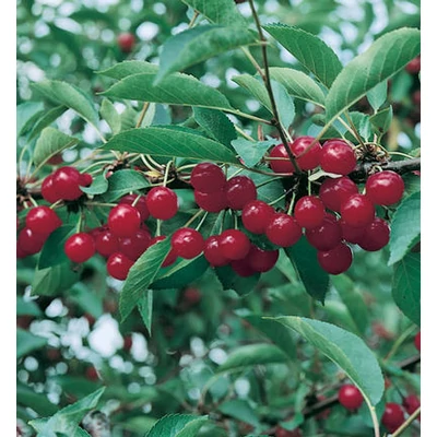 'Újfehértói fürtös' meggyfa (öntermékeny) (extra méretű koros)