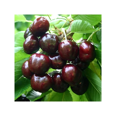 'Aida' cseresznyefa - Extra méretű koros