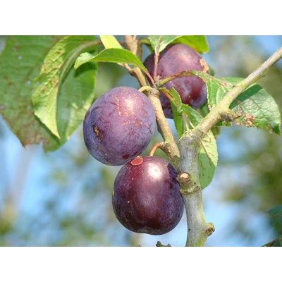 'Anna Späth' szilva