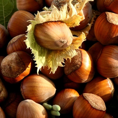 'Bőtermő nagy' mogyoró