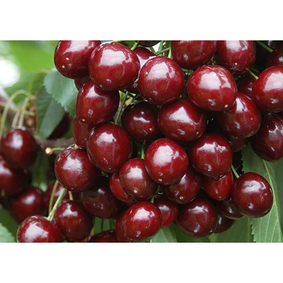 'Bigarreau Burlat' (syn.: 'Bigarreau Hâtif Burlat', 'Early Burlat') cseresznyefa (extra méretű koros)