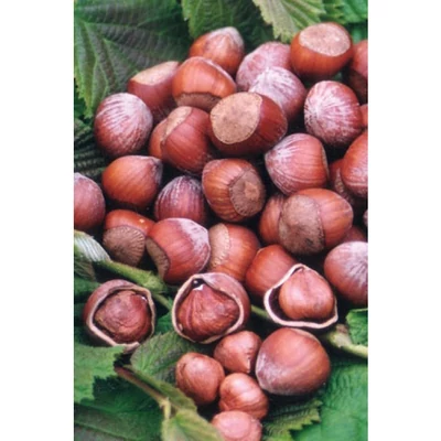 Corylus avellana 'Cosford' - Mogyoró