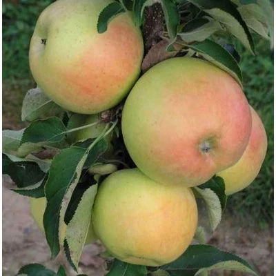 'Goldcats®' rezisztens oszlopos almafa