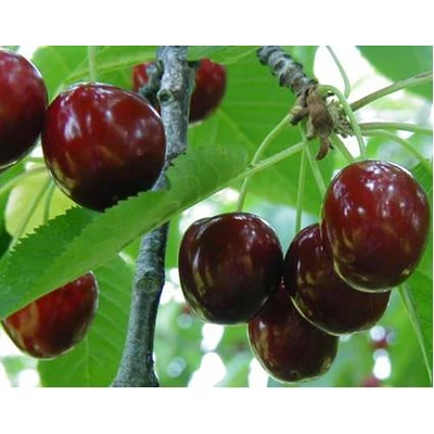 'Hedelfingeni óriás' cseresznye - Extra méretű koros cseresznye