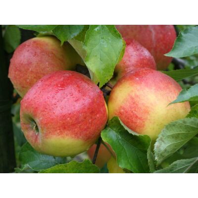 'Jonagold' alma - Extra méretű koros alma