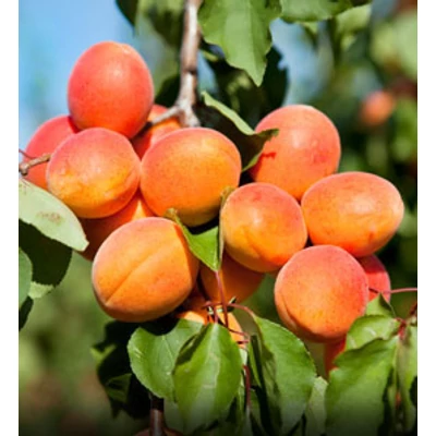 'Mandulakajszi' kajszibarack