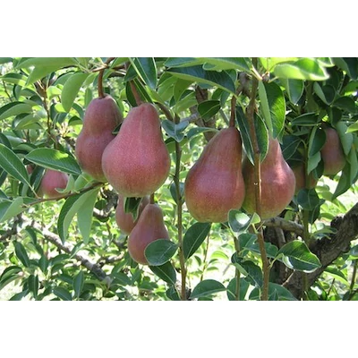 'Piros Vilmos' (syn.: 'Max Red Bartlett') körtefa - Extra méretű koros körtefa - vadkörte alanyon