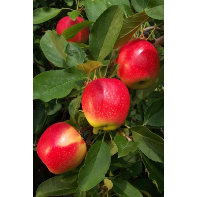'Tenroy' (syn.: 'Royal Gala') almafa