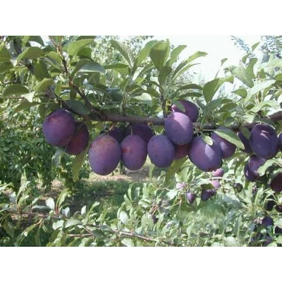 'Valor' szilva – óriás ringló