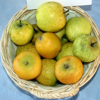 'Ananász renet' (syn.: 'Ananasrenette', 'Citromalma', 'Renet d'Ananas') almafa (koros konténeres)