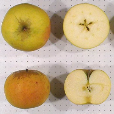 'Auralia' (syn.: 'Tumanga') almafa (koros konténeres)