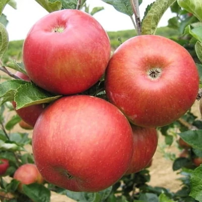 'Bohémia' almafa