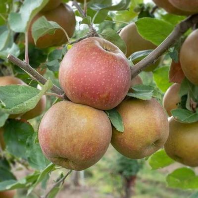 'Boskoopi szép' (syn.: 'Belle de Boskoop', 'Goudreinet', 'Schone van Boskoop', 'Schöner aus Boskoop') almafa (konténeres)