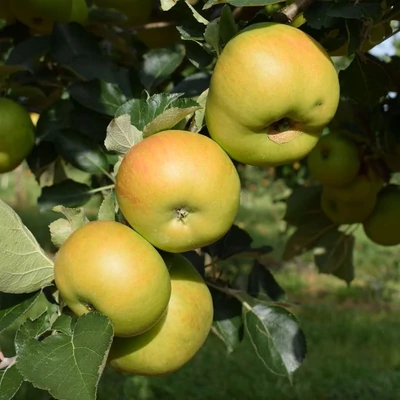 'Bramley's Seedling' almafa (konténeres)