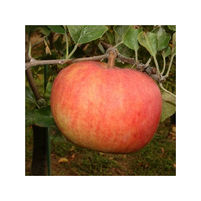 'Champion' (syn.: 'Shampion', 'Sampion') almafa - Extra méretű koros almafa