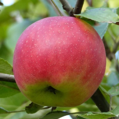 'Danzigi bordás' (syn.:'Abraham's Apfel', 'Bentlebener Rosenapfel', 'Calvil de Danzig', 'Florenti', 'Lorenzapfel', 'Pomme-Framboise', 'Rose de Bentleber', 'Roter Kantapfel', 'Téli csörgőalma', 'Winter Rosenapfel' stb.) almafa