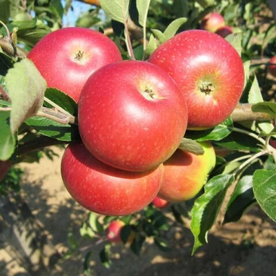 'Discovery' almafa (fiatal konténeres csemete - alacsony törzsre oltva)