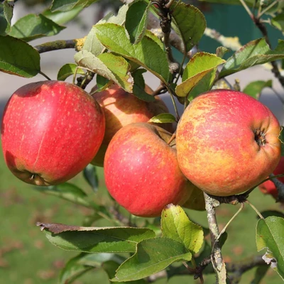 'Finkenwerder Herbstprinz' (syn.: 'Finkenwerder Prinzenapfel', 'Hasenkopf') almafa (koros konténeres)