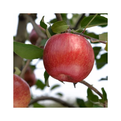 'Fuji Kiku Fubrax' almafa