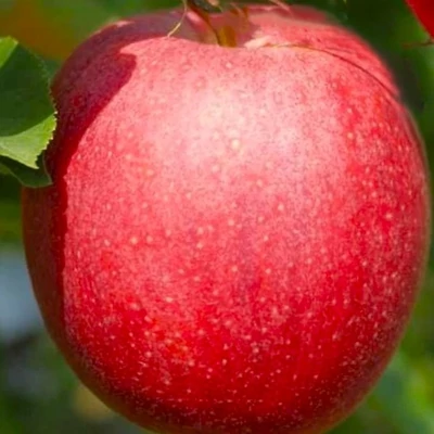 'Gala Decarli Fendeca' almafa