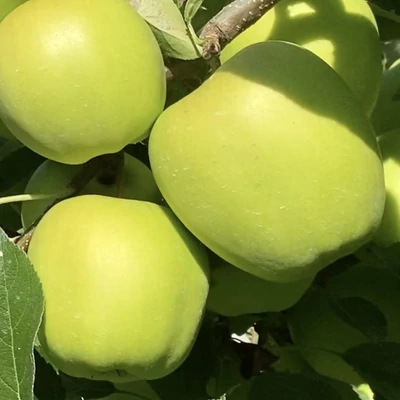 'Golden Delicious Reinders' almafa (konténeres)