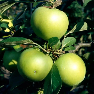 'Golden Noble' almafa – Extra méretű koros