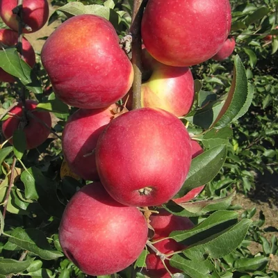 'Hesztia' rezisztens almafa