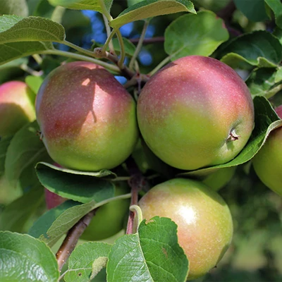 'Jerseymac' (syn.: 'Jersey Mac') almafa