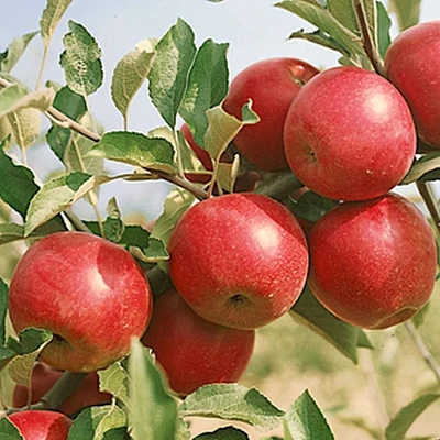 'Jonathan' alma