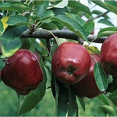 'Starking' (syn.:'Starking Delicious', 'Double Red Delicious', 'Stark Delicious', 'Starking Red Delicious') almafa