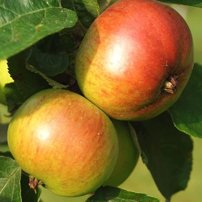 'Notarisappel' almafa (konténeres)