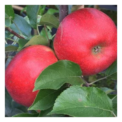 'Pidi Merlin' oszlopos almafa (konténeres) - MM106 alanyon