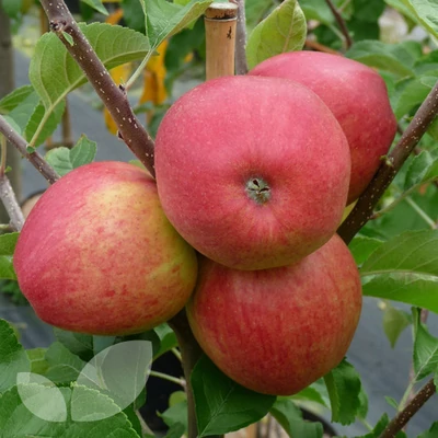 'Pinova' (syn.: 'Corail', 'Pinata', 'Sonata') rezisztens almafa
