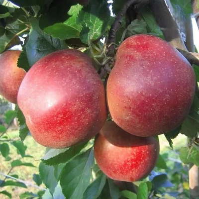 'Roter Boskoop' (syn.:'Boskoop Rouge', 'Piros Boskoop', 'Rode Boskoop', 'Schmitz-Hübsch') almafa - Extra méretű koros