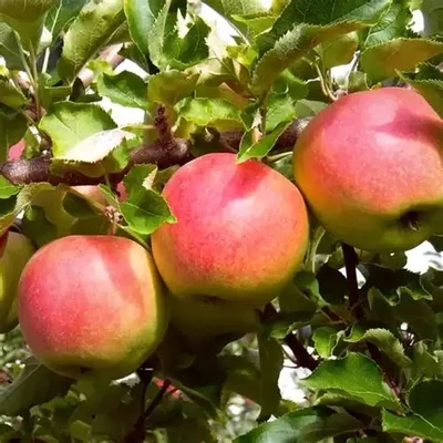 'Pompink'® almafa (konténeres) - MM106 alanyon